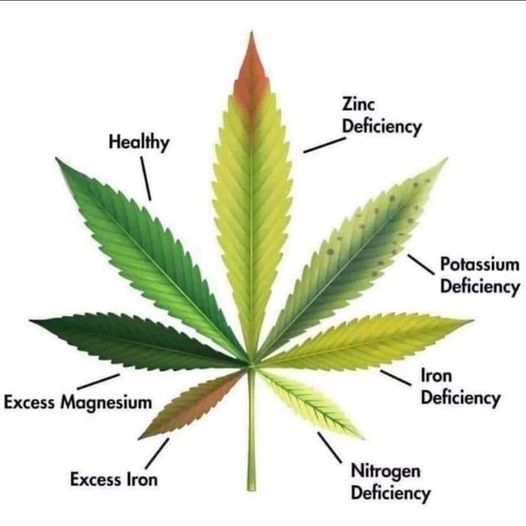 overfertilization-of-marijuana-plants