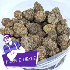 purple-urkle-seeds-canada-feminized-seeds
