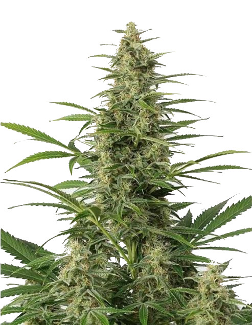sour-diesel-autoflower-strain-seeds-cannabis-seeds