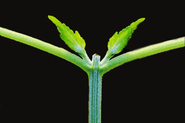 top-autoflower-cannabis