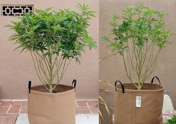 defoliating-cannabis-vegetative-stage
