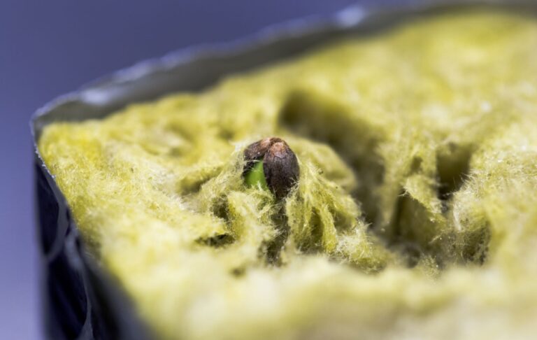 germinating-canabis-seeds-in-rockwool-for-hydroponics