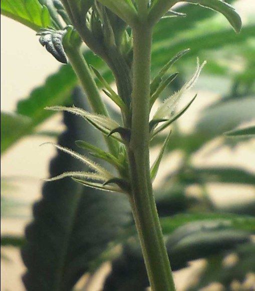 preflowering-cannabis