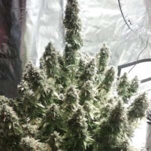 week-five-flowering-autoflower-cannabis-seeds