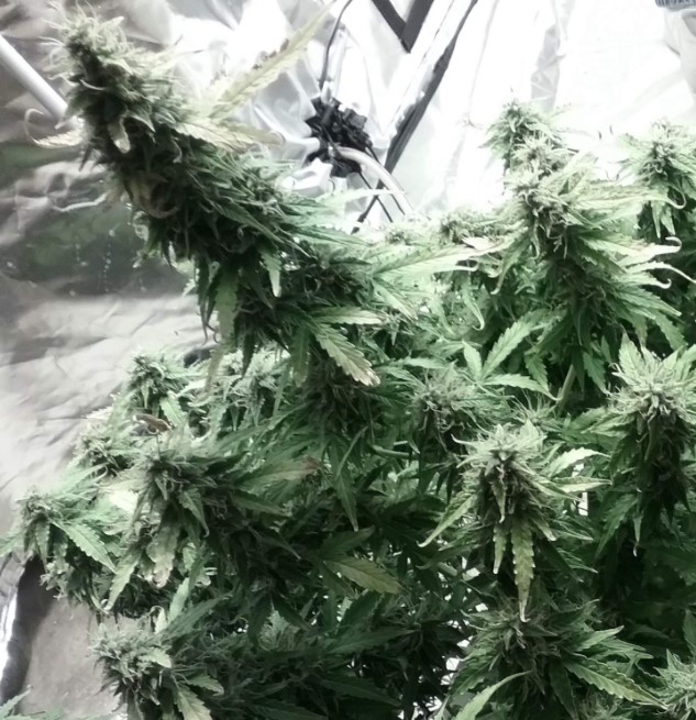 week-four-flowering-autoflower-cannabis