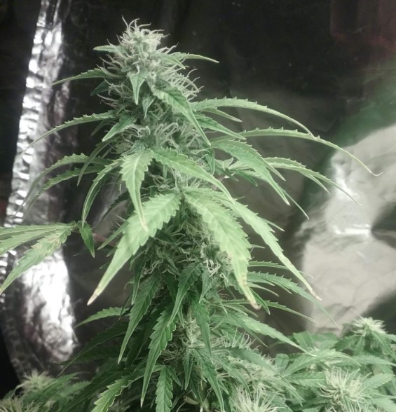 week-three-autoflowering-cannabis-guide