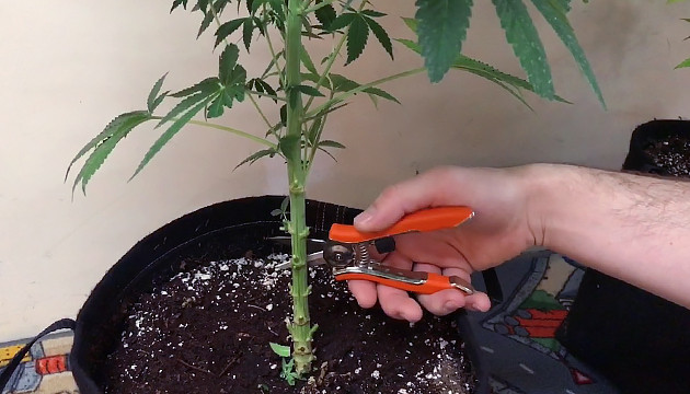 what-Is-lollipopping-defoliation-technique