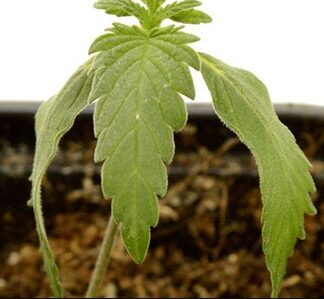 cannabis-seedling-care-under-watering