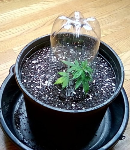 diy-humidity-dome-cannabis-seedling-care