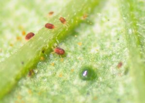 early-signs-spider-mites