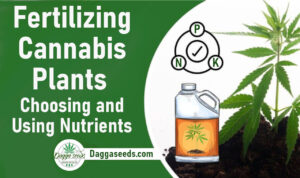 fertilizing-autoflower-cannabis-plants-choosing-best-nutrients
