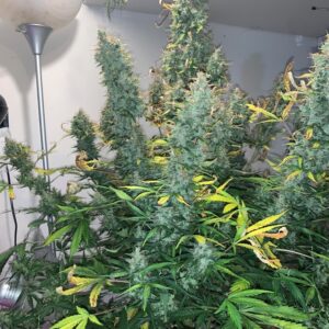 autoflower-seeds-canada-gg4-seeds-gorilla-glue-four-strain-cannabis-