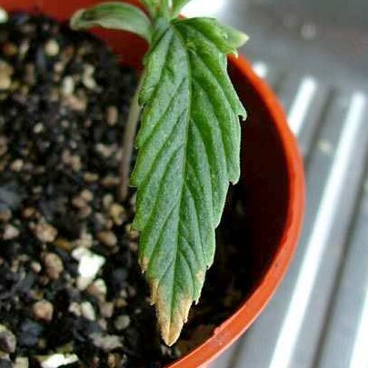 nutrient-burn-cannabis-seedling