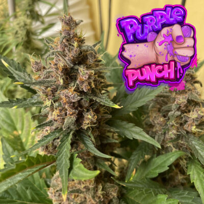 purple-punch-seeds