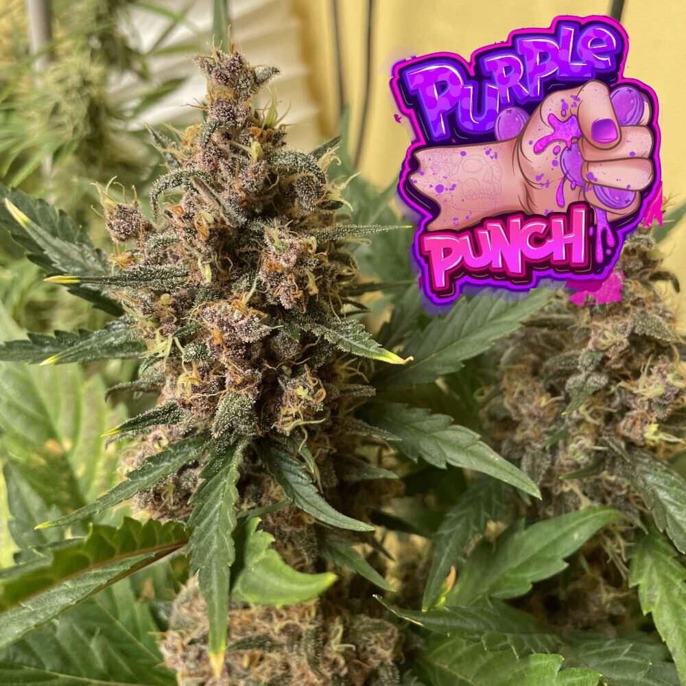 purple-punch-strain-seeds-canada