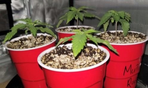 starting-cannabis-seedling-solo-cup-nutrients-for-autoflowers