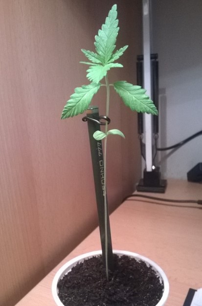 stretched-cannabis-seedling-fix