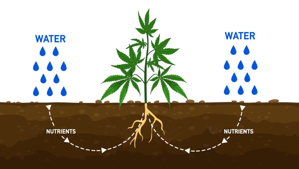 best-water-for-cannabis-plants