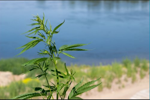 grow-cannabis-outdoors-by-riverbank