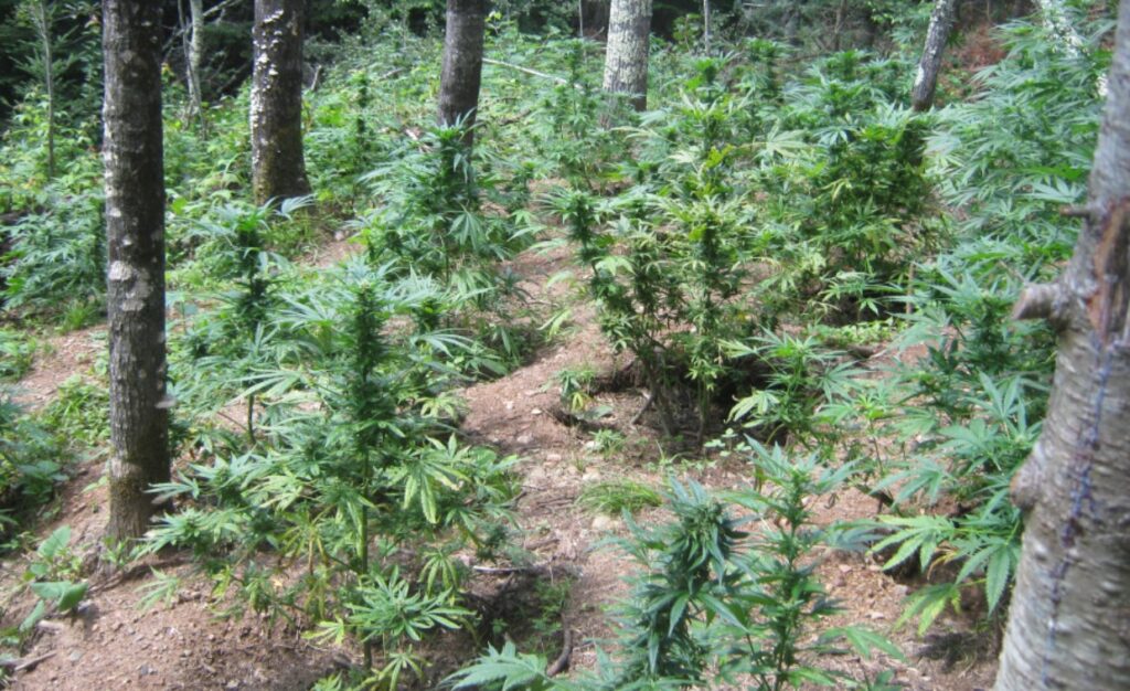 growing-cannabis-outdoors-guide
