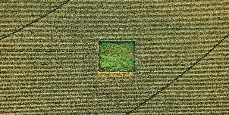 cannabis-growing-outdoors-in-corn-field