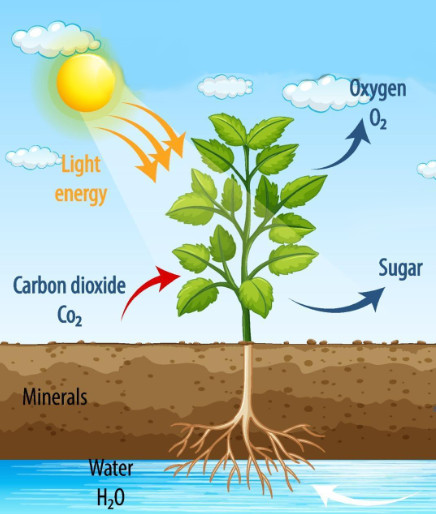 plant-requirements-diagram