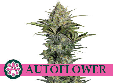 autoflower-seeds-canada