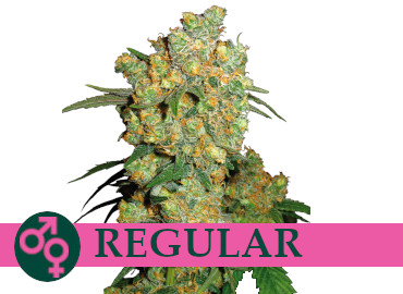 regular-cannabis-seeds-canada
