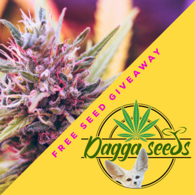 free-marijuana-seeds