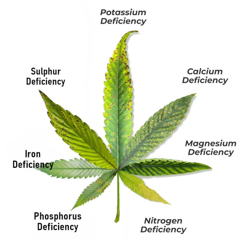cannabis-leaves-yellow