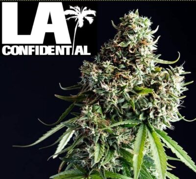 la-confidential-cannabis-seeds-canada