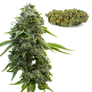 l-a-confidential-strain-seeds