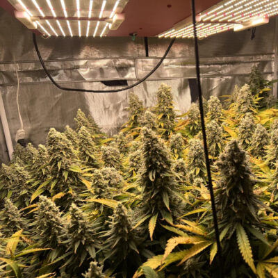 buy-durban-poison-cannabis-seeds-canada