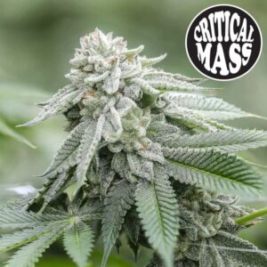critical-mass-strain-cannabis-seeds-canada