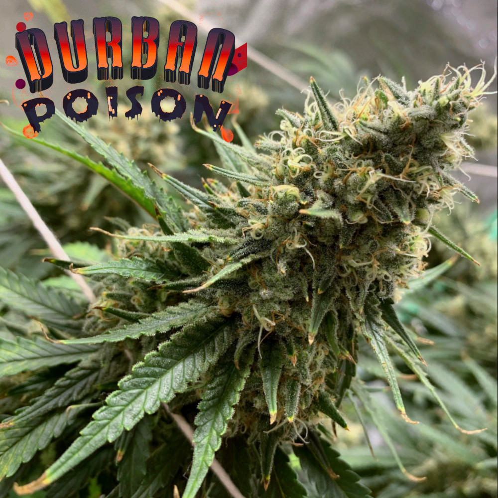 durban-poison-cannabis-seeds-canada
