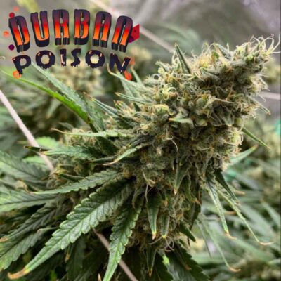 durban-poison-seeds-canada
