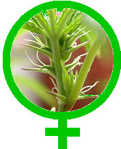 feminized-category-seeds