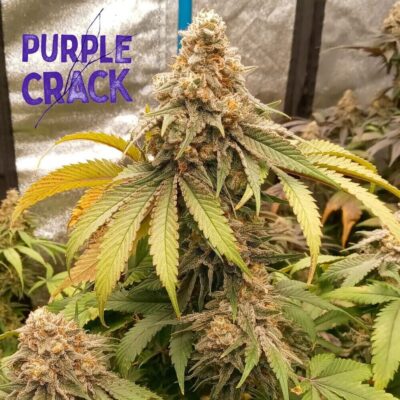 purple-crack-cannabis-seeds-canada