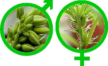regular-marijuana-seeds-icon