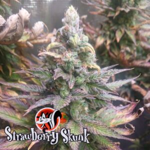 strawberry-skunk-strain-seeds-canada