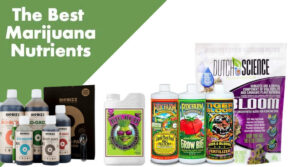 best-nutrients-for-cannabis