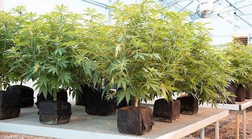 cannabis-farm-growing-with-coco-coir-example