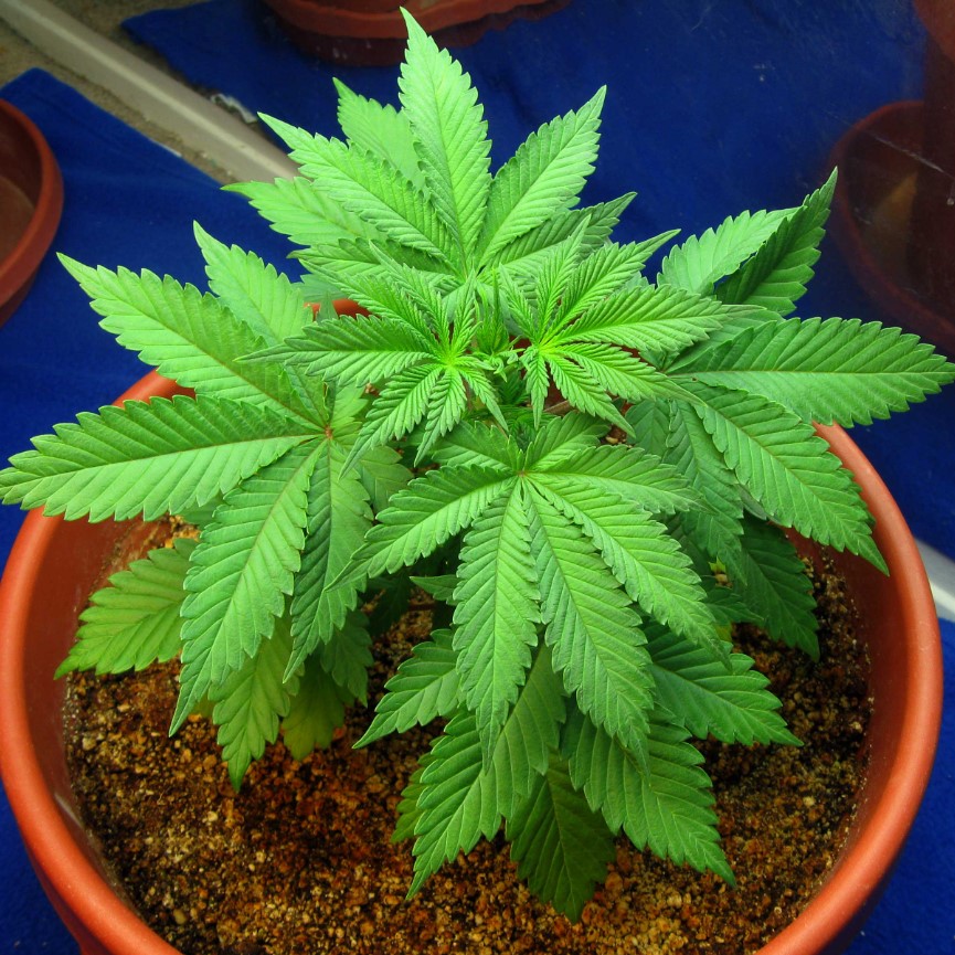 growing-cannabis-in-coco-coir