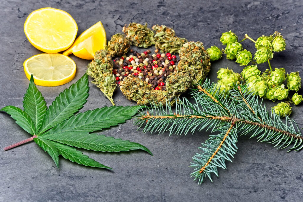 maximize-terpenes-in-cannabis