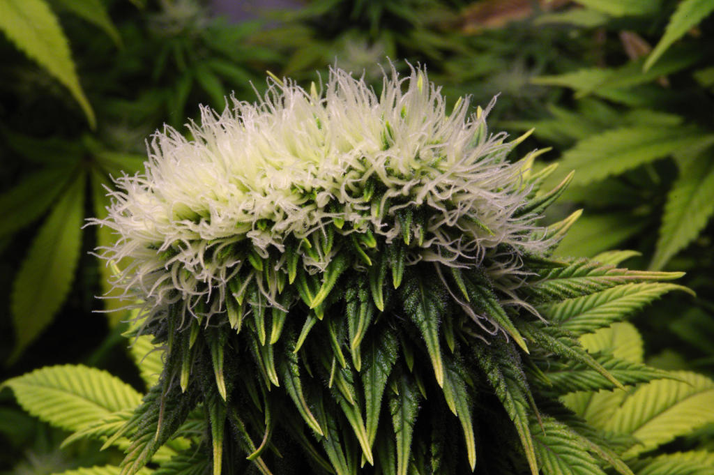 mutations-in-cannabis-plants