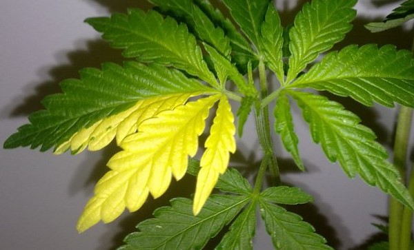 mutations-in-cannabis-variegated