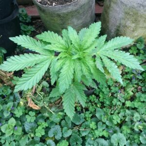 best-cannabis-companion-plants