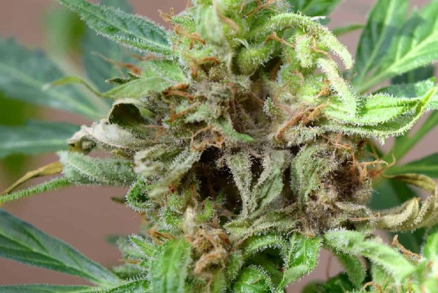 bud-rot-cannabis-problems-when-growing-cannabis