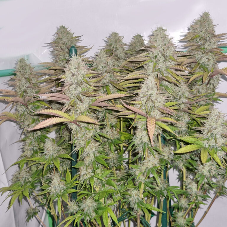 Marijuana Seeds Canada - Dagga Seeds