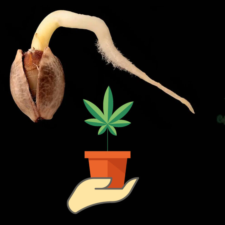 germinated-weed-seeds